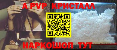 гашик Кингисепп